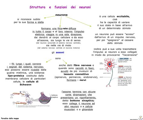 struttura dei neuroni specchio e connettività cerebrale
