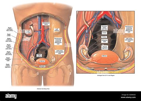 Anatomia femminile pelvica