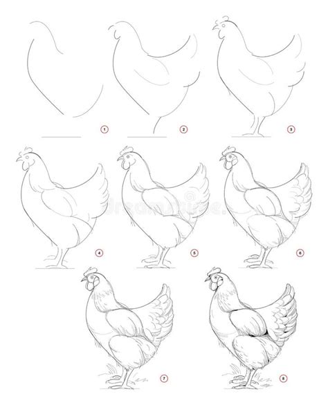 Schizzo di gallina passo dopo passo