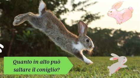 Coniglio che salta su una piattaforma rialzata