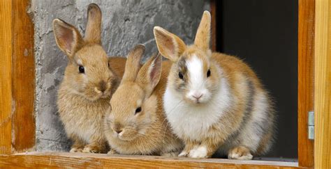 Diverse razze di conigli nani fianco a fianco