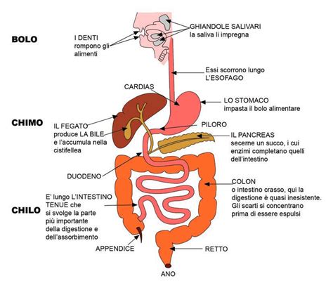 illustrazione anatomica semplificata del sistema digerente infantile