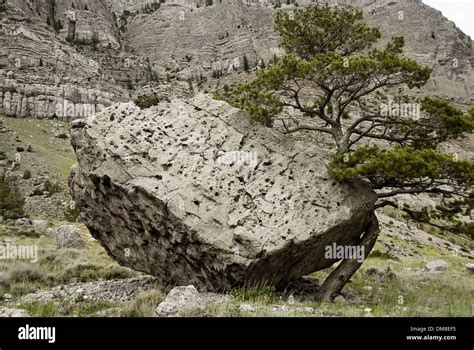 Albero che cresce su una roccia, simbolo di resilienza