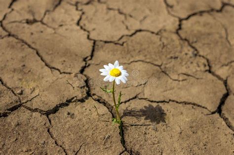 Un fiore che sboccia da un terreno arido, simboleggiando la crescita dopo la difficoltà