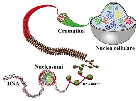 Diagramma della cellula con il nucleo e i cromosomi