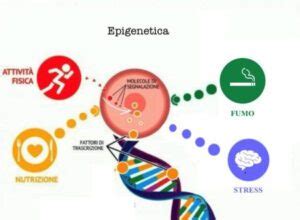Diagramma che mostra l'influenza dell'ambiente sull'espressione genica (epigenetica)