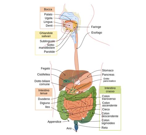 diagramma del sistema digestivo e assorbimento nutrienti
