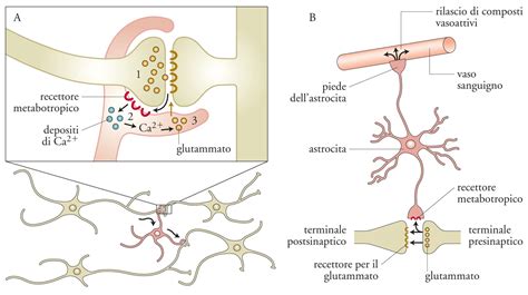 illustrazione di una sinapsi come un ponte tra due neuroni