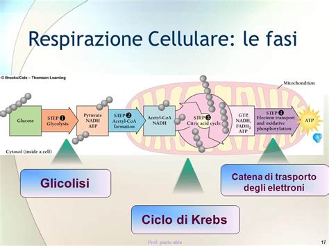 Diagramma della respirazione cellulare