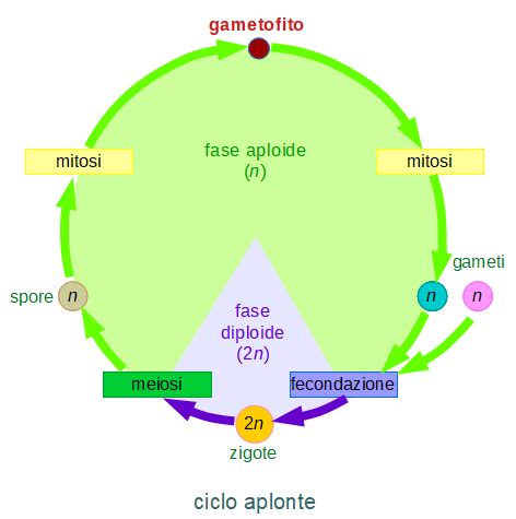 Schema del ciclo vitale aplonte