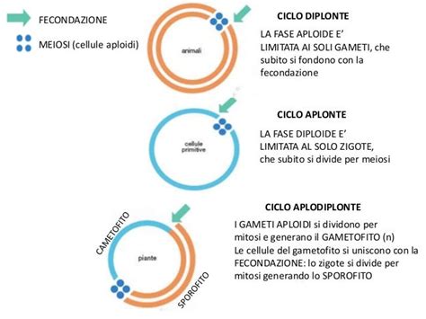 Comparazione dei cicli aplonte, diplonte e aplodiplonte