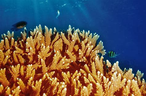 Barriera corallina e acque cristalline delle Maldive