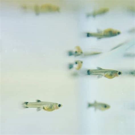 Avannotto di guppy appena nato