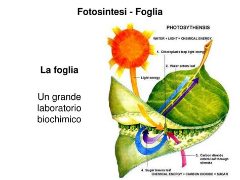 foglia verde che fa fotosintesi