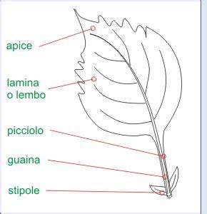 schema venature foglia