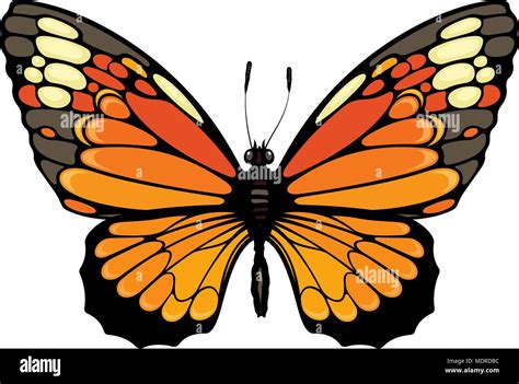 Illustrazione di una farfalla