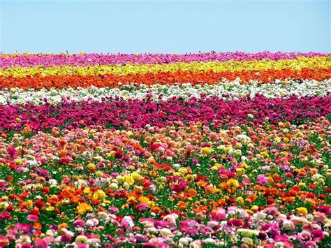 Un campo di fiori colorati