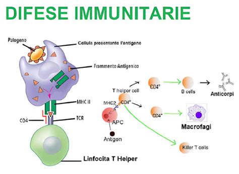 Rappresentazione delle difese immunitarie rafforzate