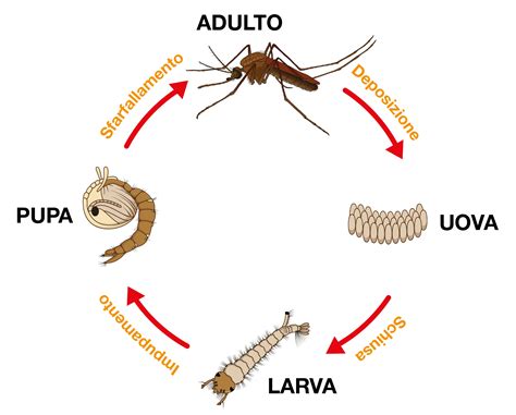 ciclo vitale della zanzara stadi