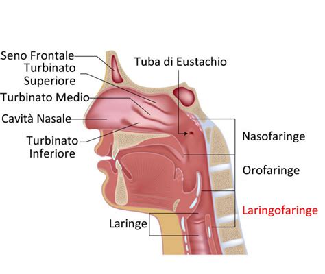 rappresentazione anatomica delle adenoidi nel rinofaringe