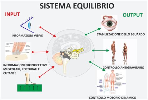 Diagramma del sistema vestibolare e dell'equilibrio umano