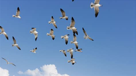 Uccelli migratori nel canneto della Riserva Naturale Pian di Spagna