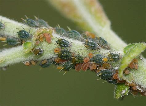 Afidi (Aphis farinosa) su germogli vegetali