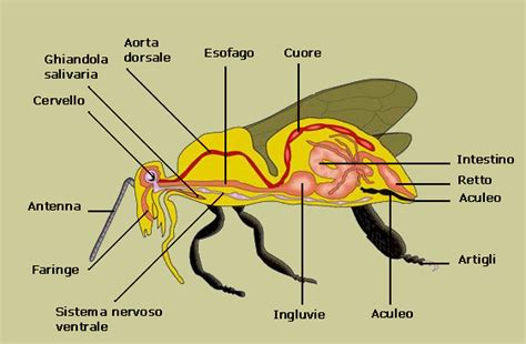 Struttura anatomica di un afide