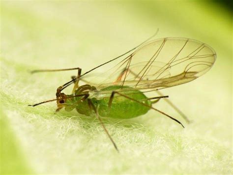 Femmina attera di afide (Myzus persicae) e prole appena nata