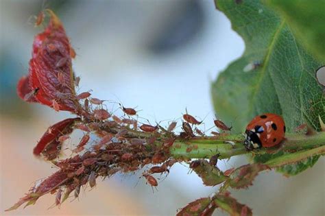 Afidi predati da una coccinella