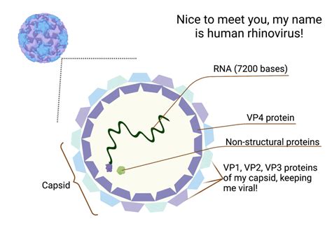 illustrazione scientifica del virus rhinovirus che attacca le mucose respiratorie