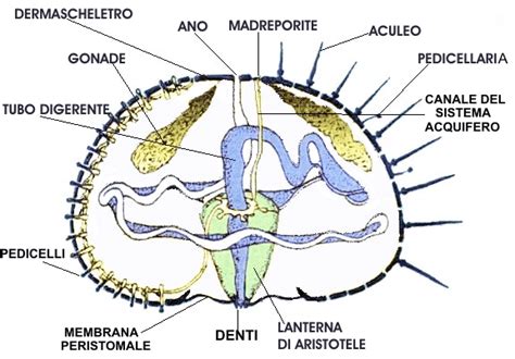 schema anatomico di un riccio di mare con evidenziate la lanterna di Aristotele e le gonadi
