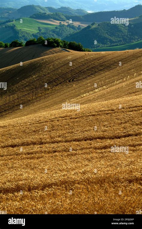 Campo di grano maturo