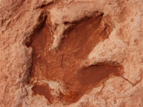 Impronte di dinosauro sulla roccia