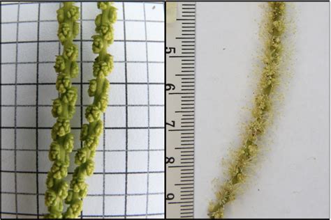 Dettaglio delle infiorescenze maschili: amenti con glomeruli e stami in fioritura