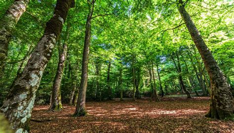 Sentiero nella Foresta Umbra con faggi