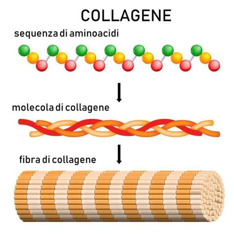 Molecola di collagene idrolizzato