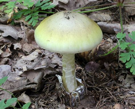 Esemplari di Amanita phalloides