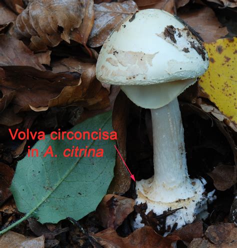 Volva circoncisa di Amanita citrina