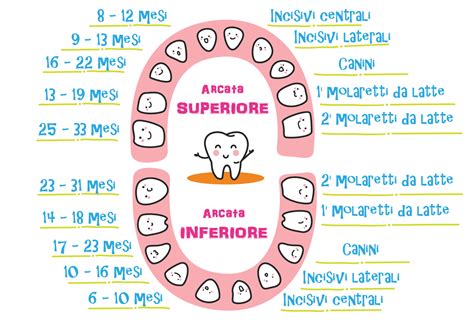 infografica che mostra lo sviluppo della dentatura da latte e permanente