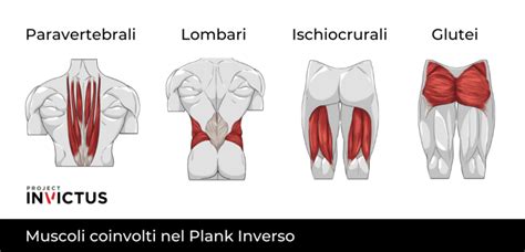 rappresentazione schematica degli organi addominali coinvolti nelle coliche