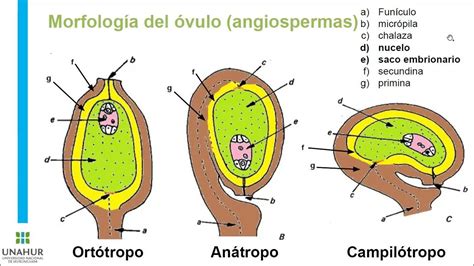 Tipi di ovuli: ortotropo, anatropo, campilotropo