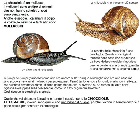 illustrazione scientifica che mostra la differenza anatomica tra chiocciola e lumaca senza guscio