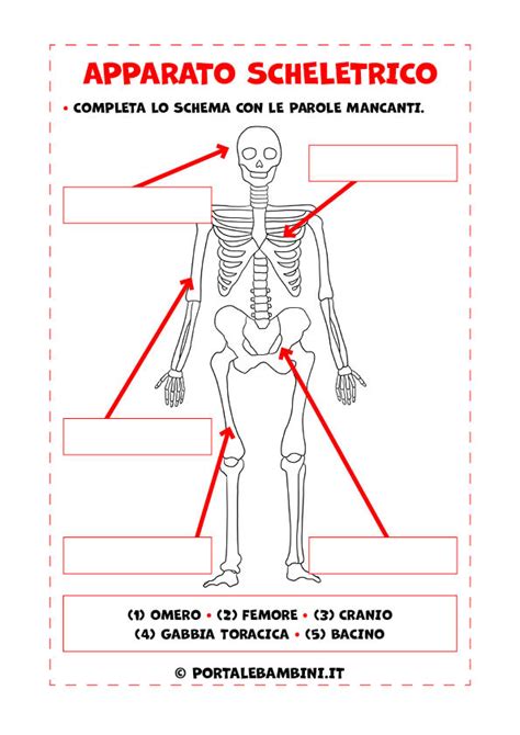 illustrazione schematica dello scheletro umano con etichette chiare per bambini