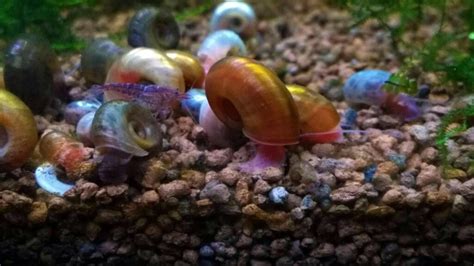 illustrazione di un acquario ben gestito con lumache in numero equilibrato