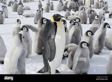 Un gruppo di pinguini su una banchisa antartica