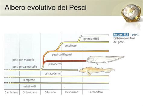 Schema dell'albero evolutivo dei pinguini basato su analisi genomiche