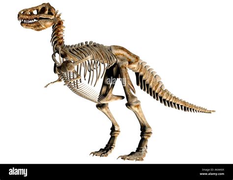Scheletro di dinosauro