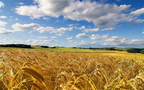 paesaggio rurale tra i campi di grano in una giornata estiva