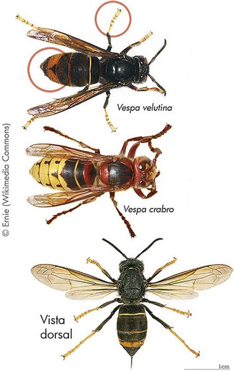 confronto visivo tra vespa crabro e generi xylocopa e bombus